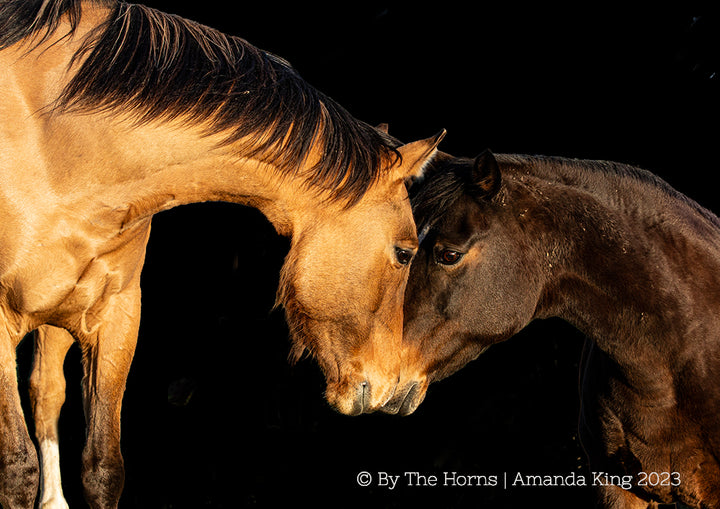 Two Horses