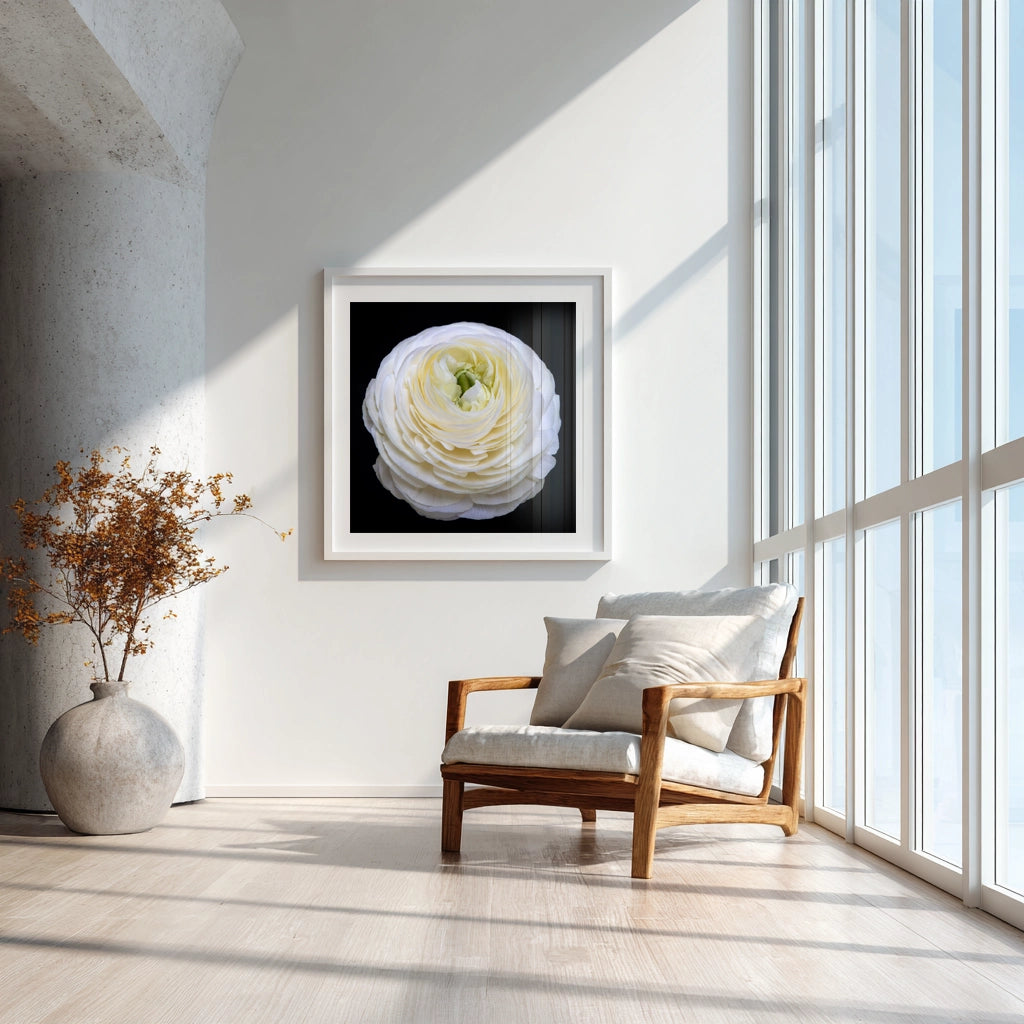 White Grace