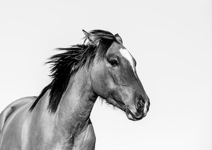 Wild Grace B&W