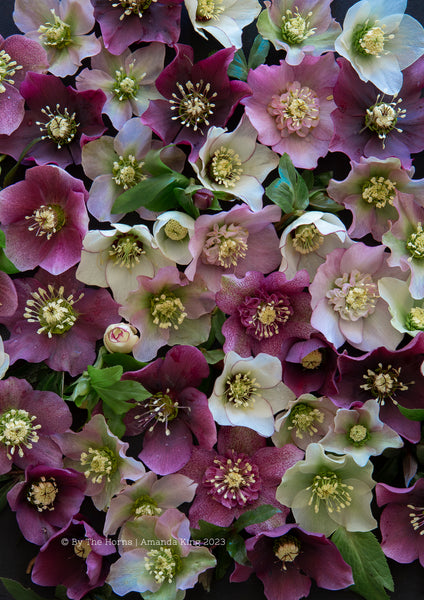 Winter Roses – By the horns