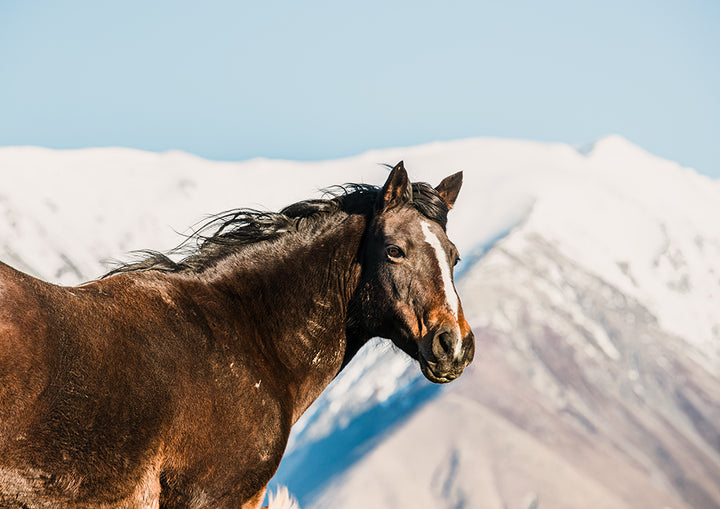 Alpine Sentinel
