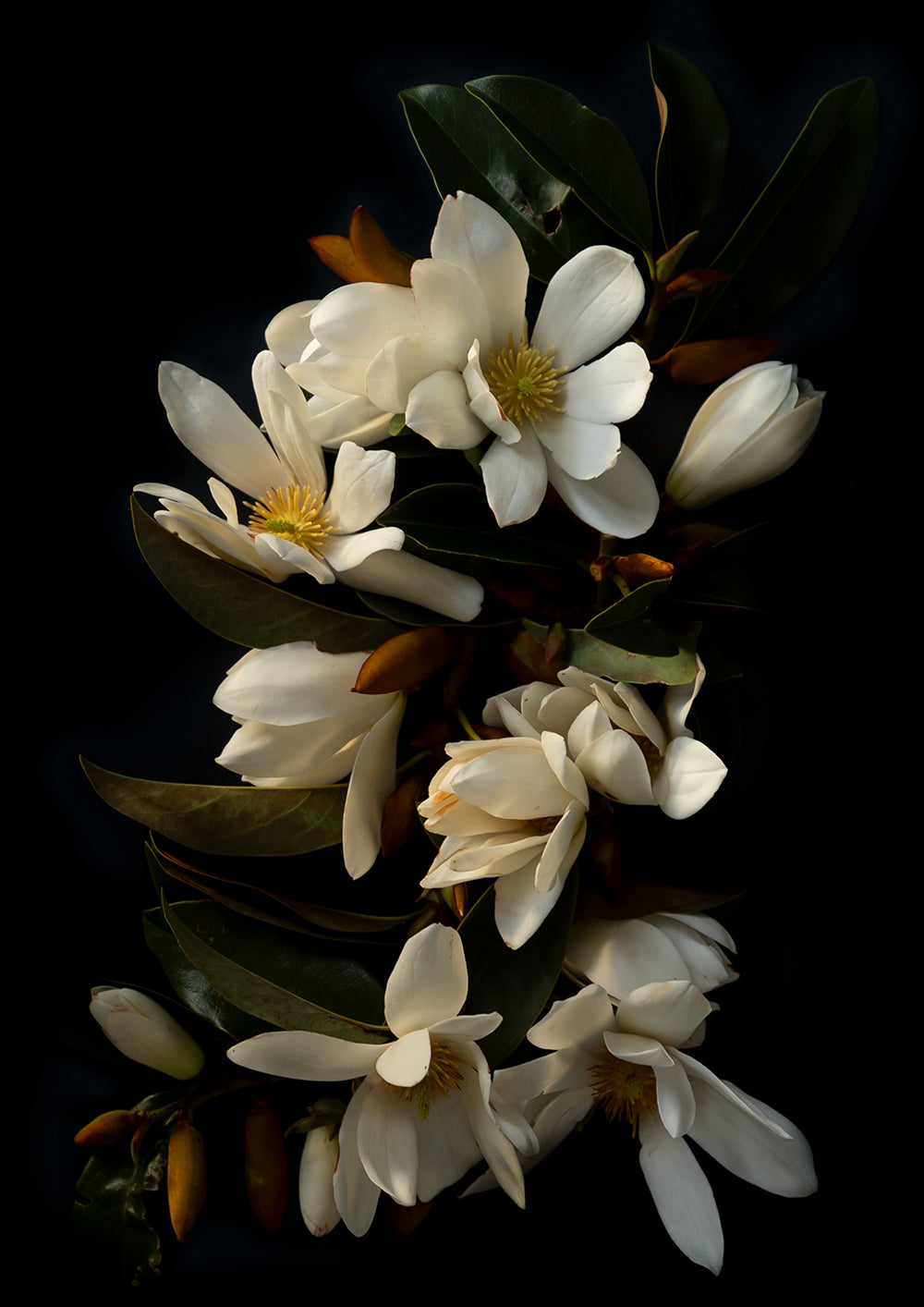 Quiet Magnificence Portrait