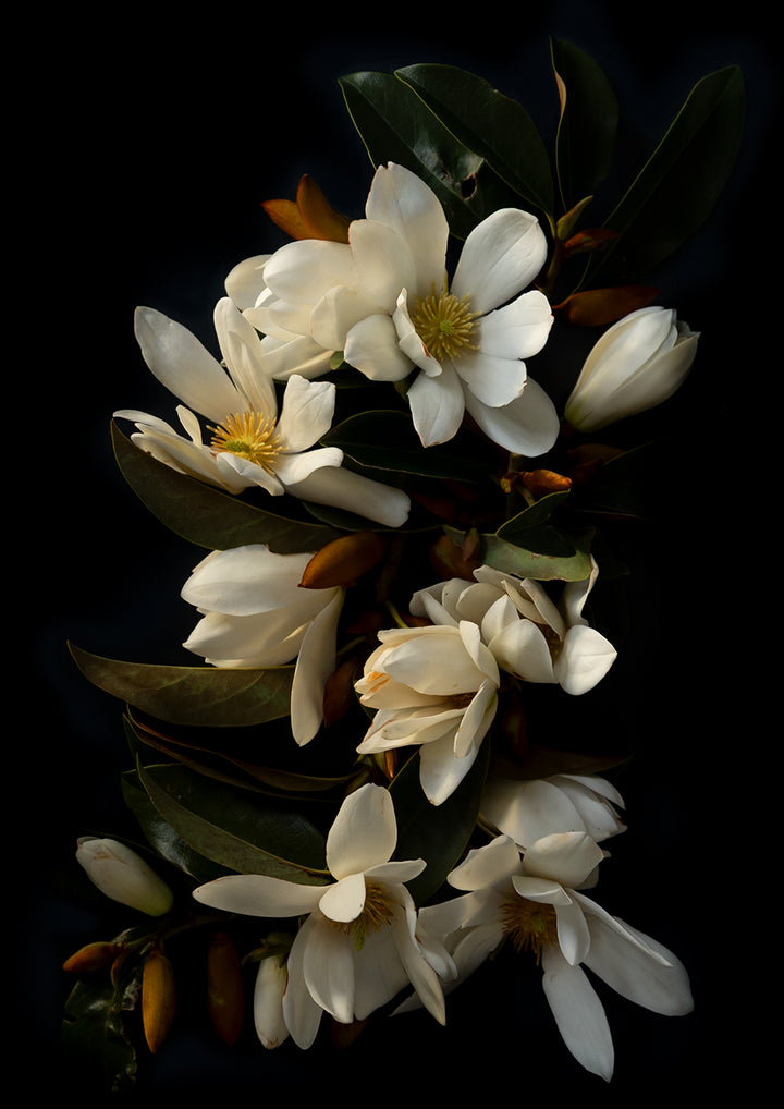 Quiet Magnificence Portrait