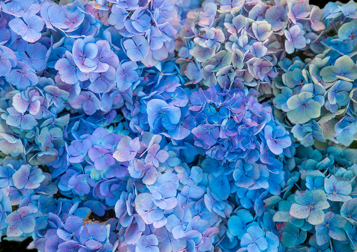Ocean Blues in Landscape