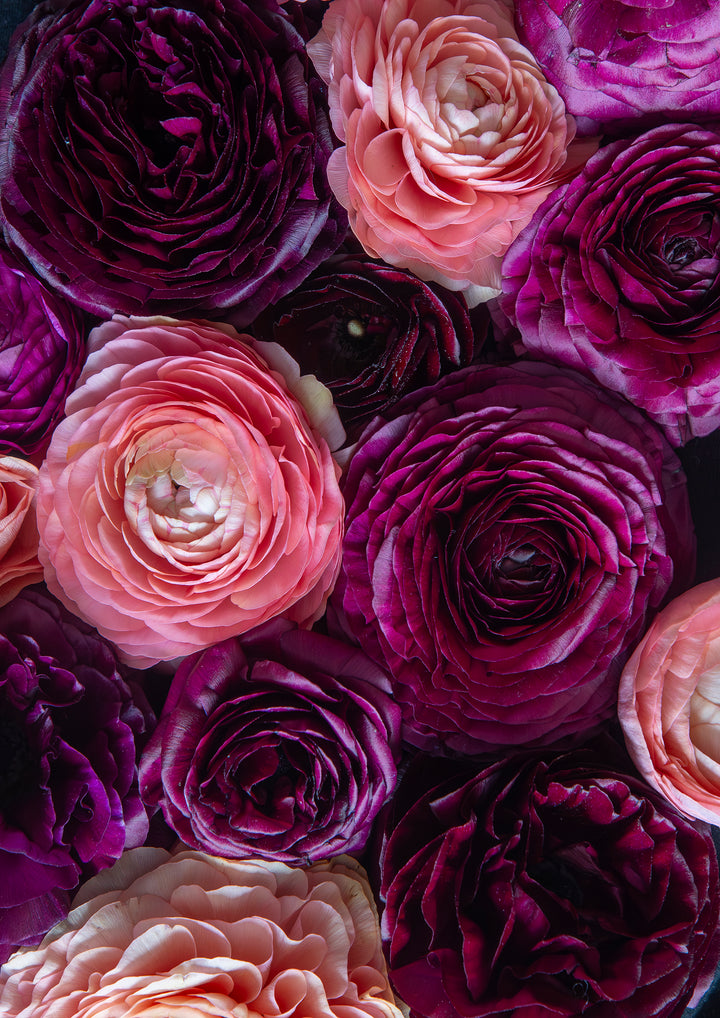 Blush And Bordeaux Portrait