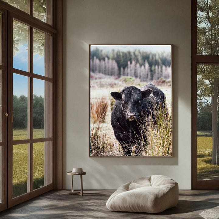Bull Behind Tussock - In Colour