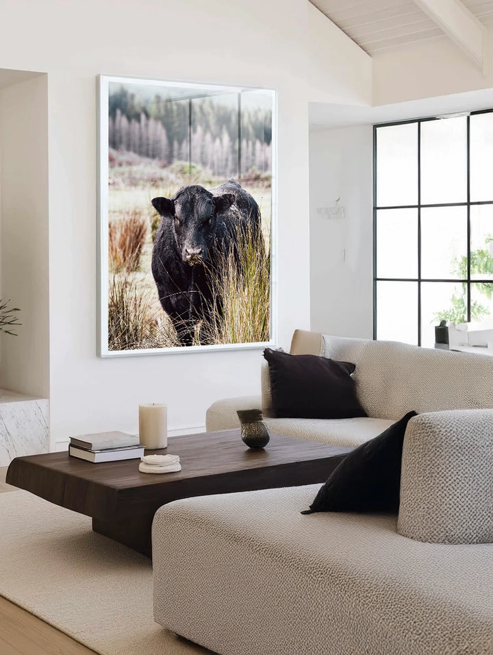 Bull Behind Tussock - In Colour