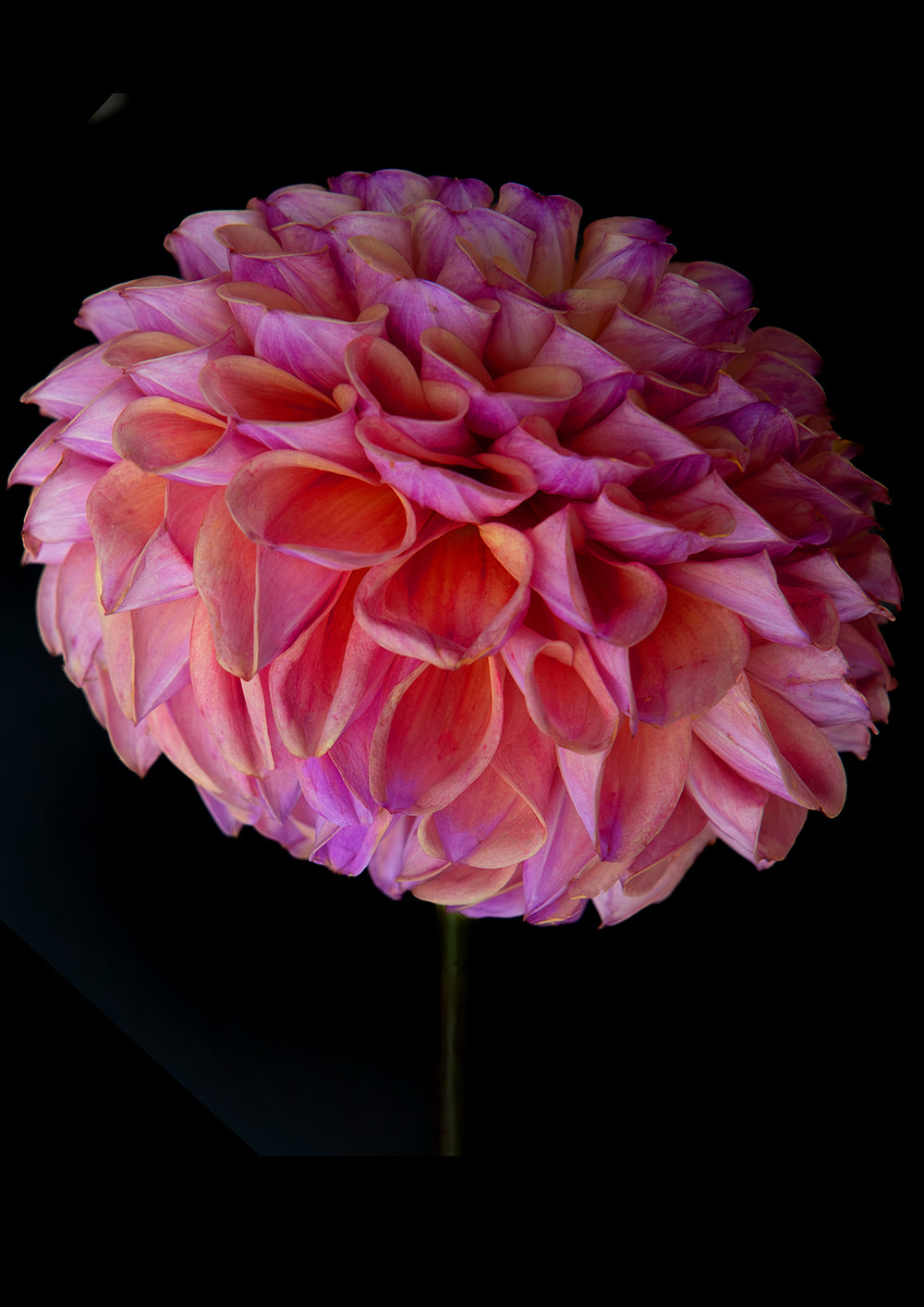 Set of 2 - Dahlia Duo