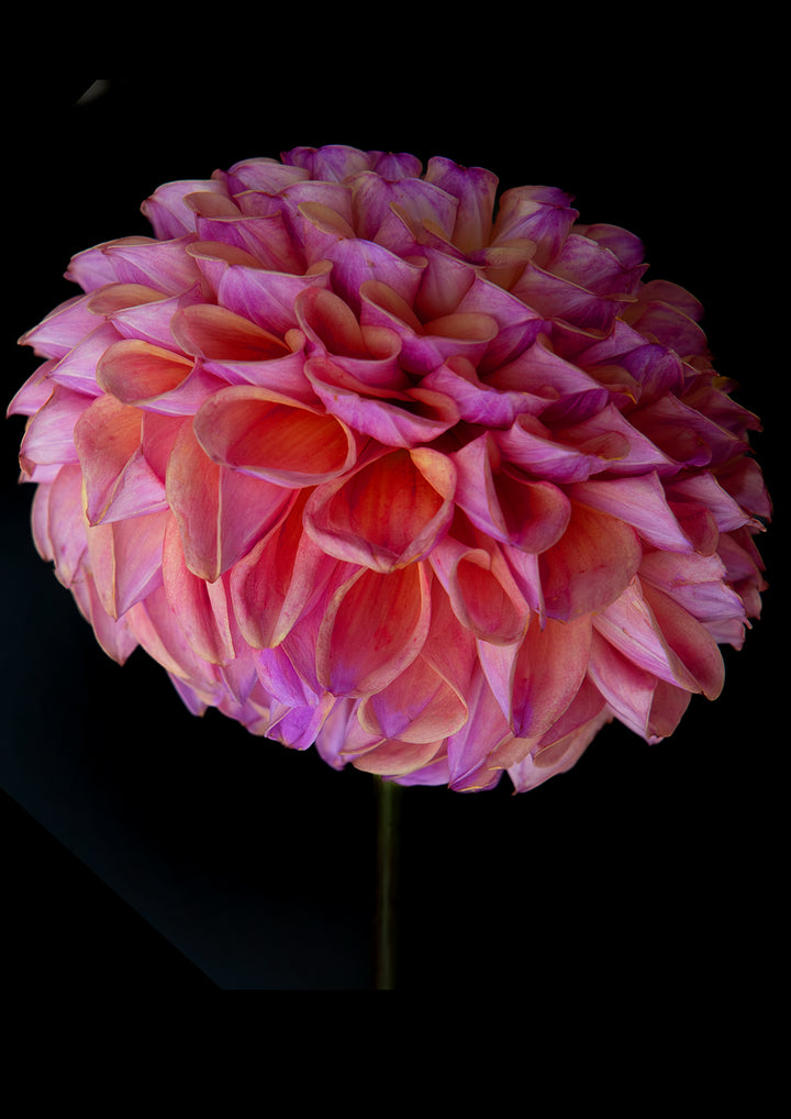 Set of 2 - Dahlia Duo