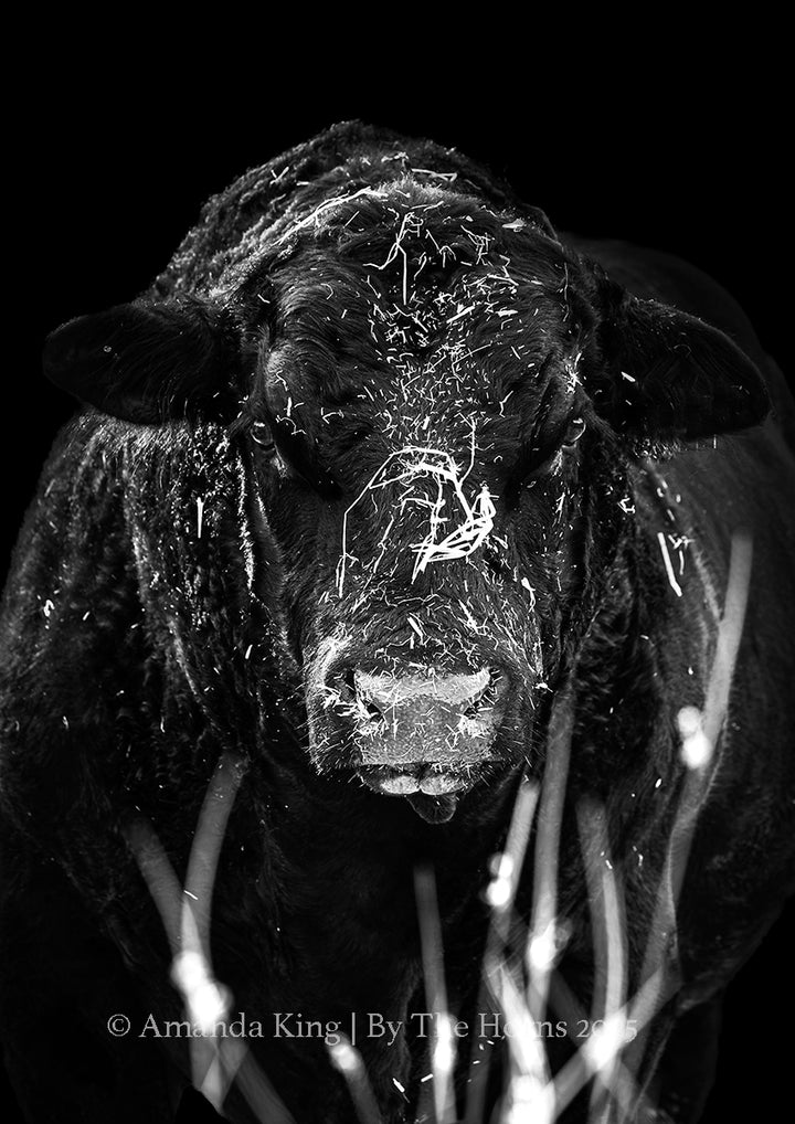 Dominion - In Black and White