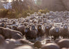 Ewes Crossing The River