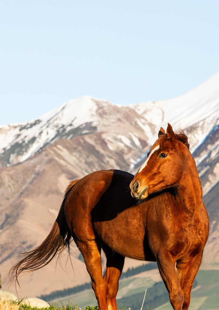 Mountain Majesty