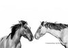 The Horses Meet