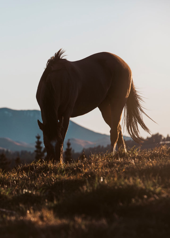 Horse at Sunrise