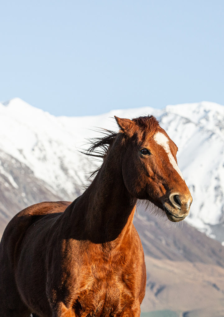 Copper Majesty