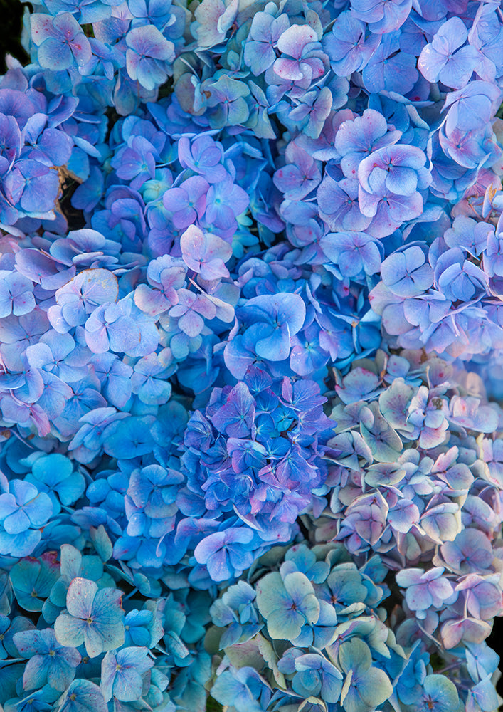 Ocean Blues in Portrait