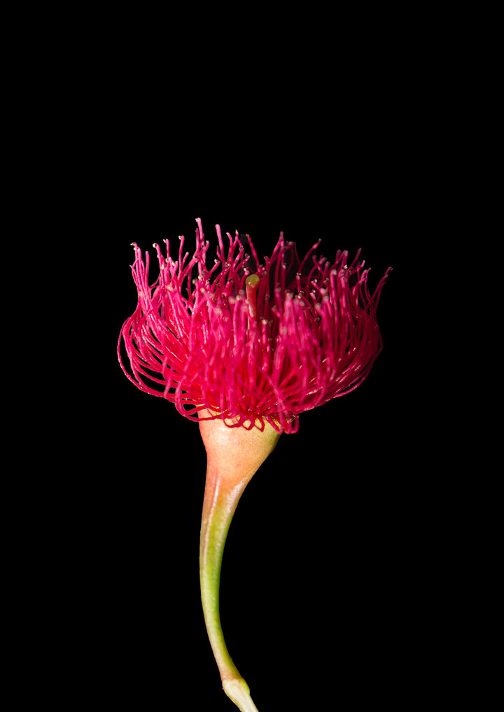 Blossom & Bud