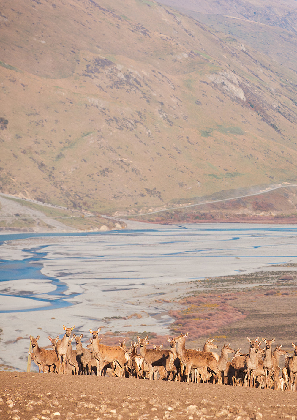 Set of 2 - Rakaia Deer