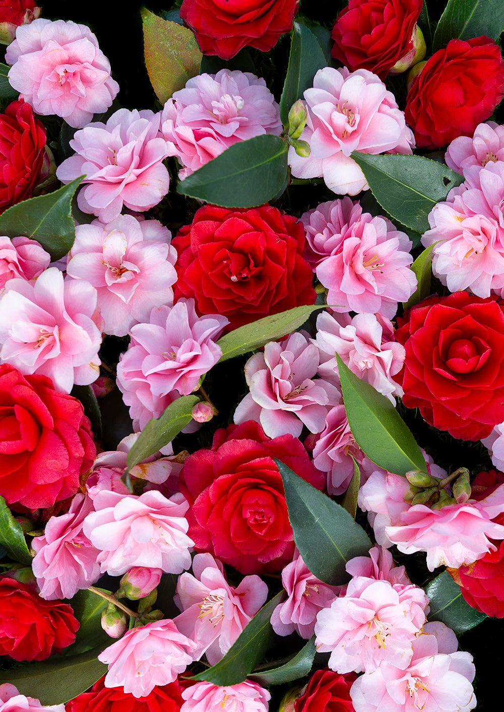 A dense arrangement of pink and red flowers with green leaves, filling the frame.