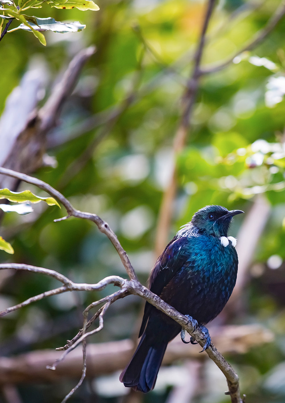 Set of 2 - Tui