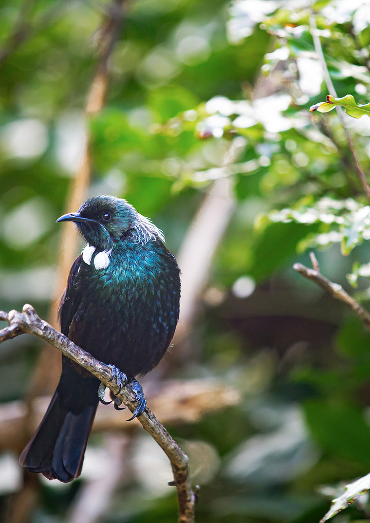 Set of 2 - Tui