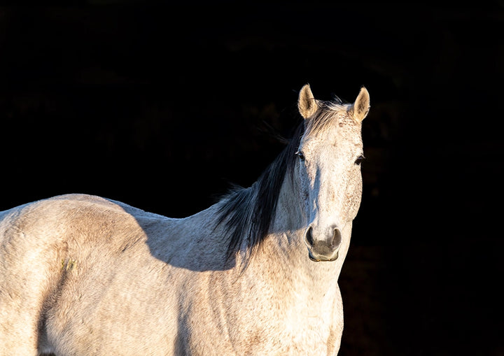 Twilight Muse