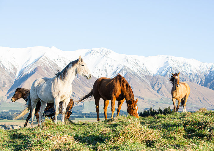 Winter Horses