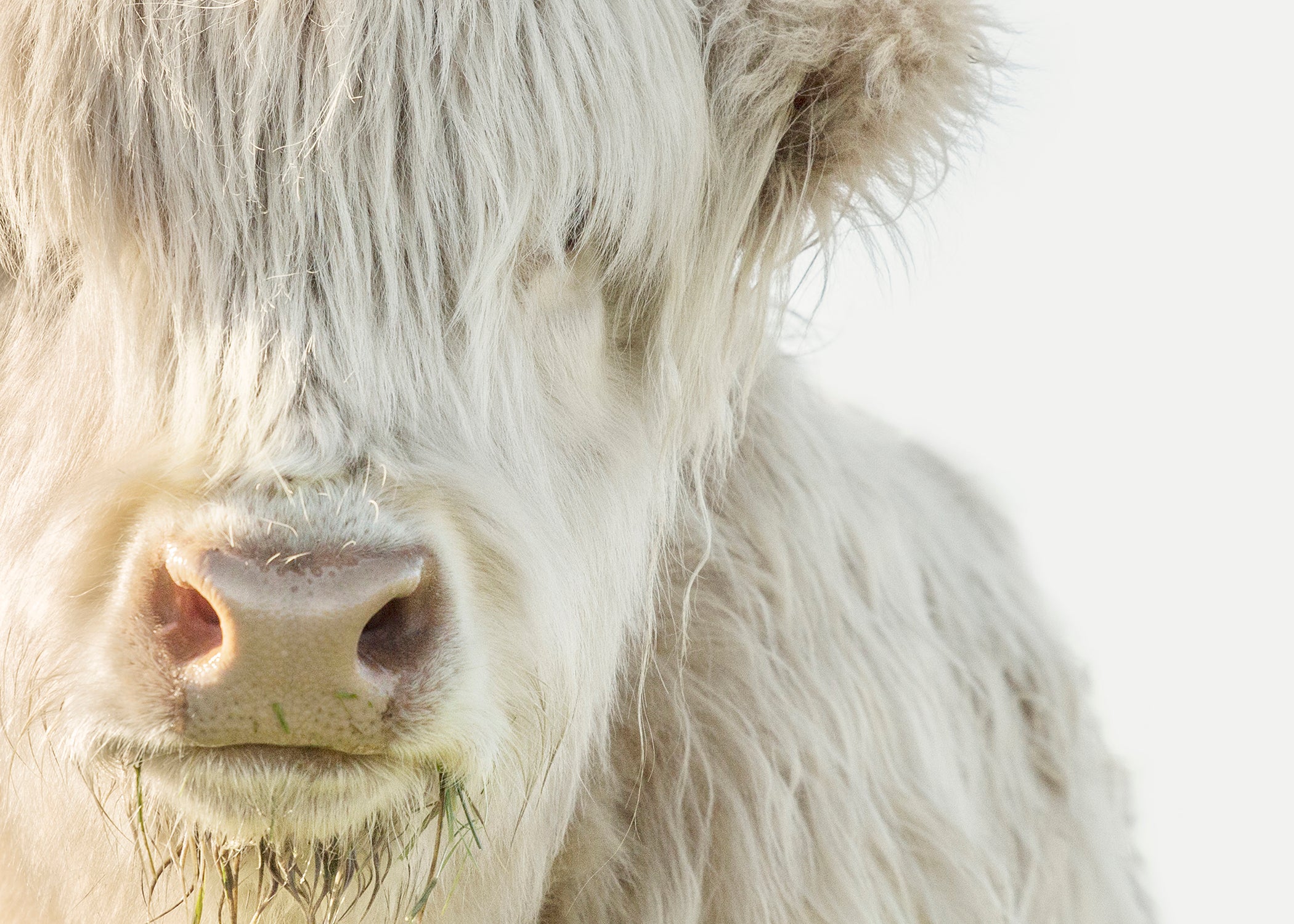 White Highland Cow Mini – By the horns