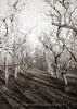 Orchard in Black and White