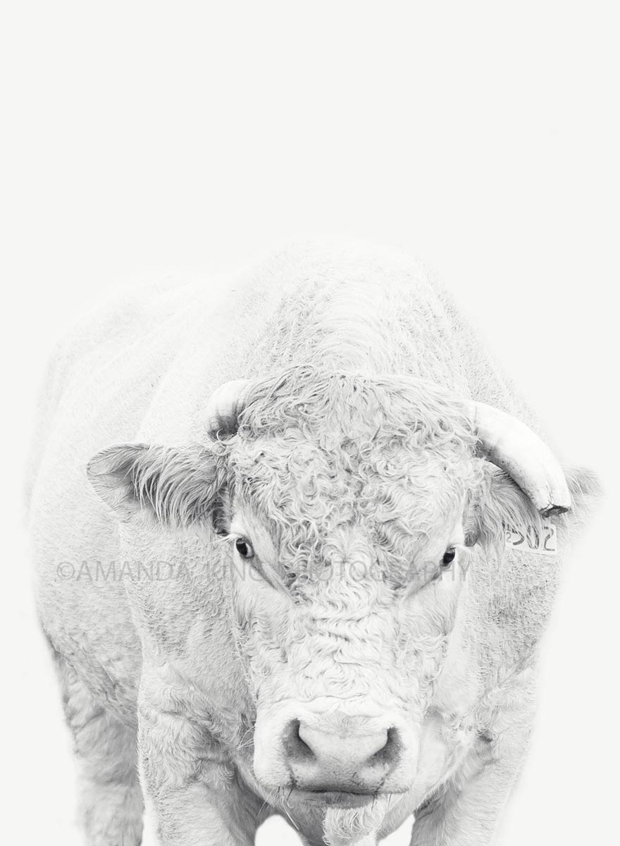 Charolais B&W