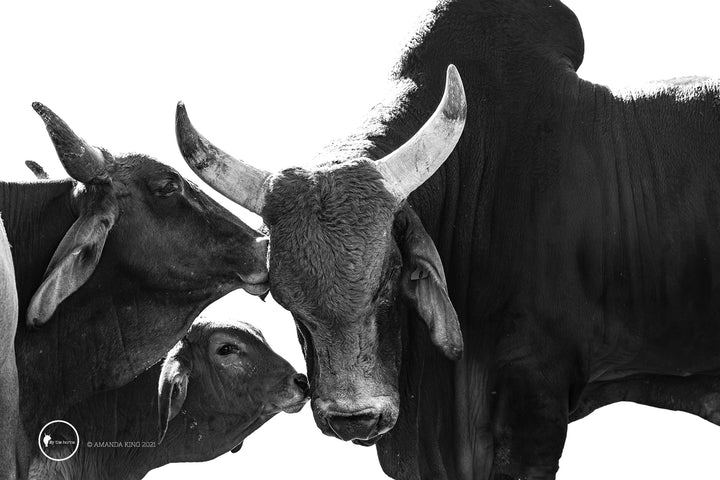 The Brahman Family B&W