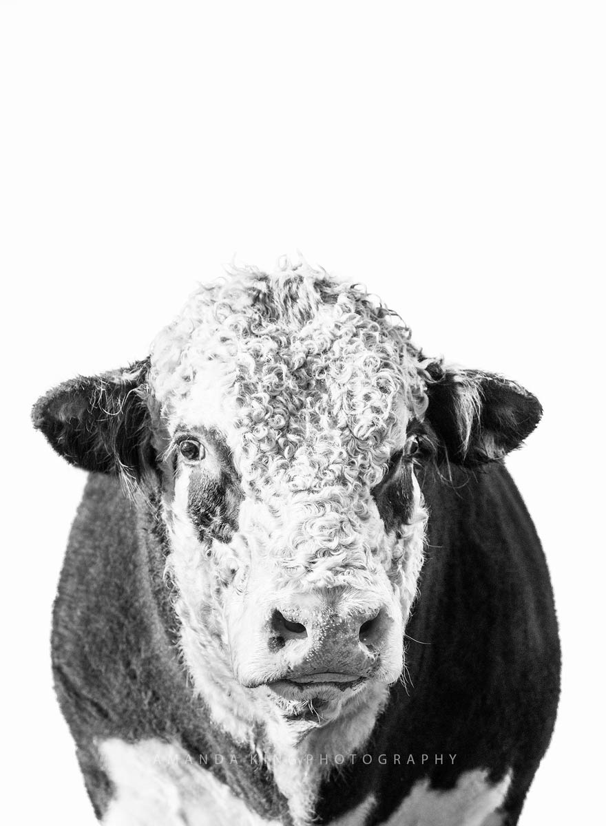 Gallant B&W