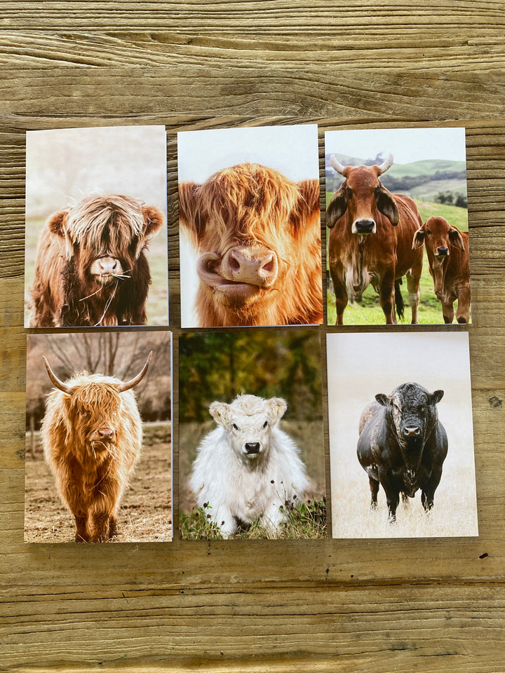 The Bovine Collection - Greeting Cards