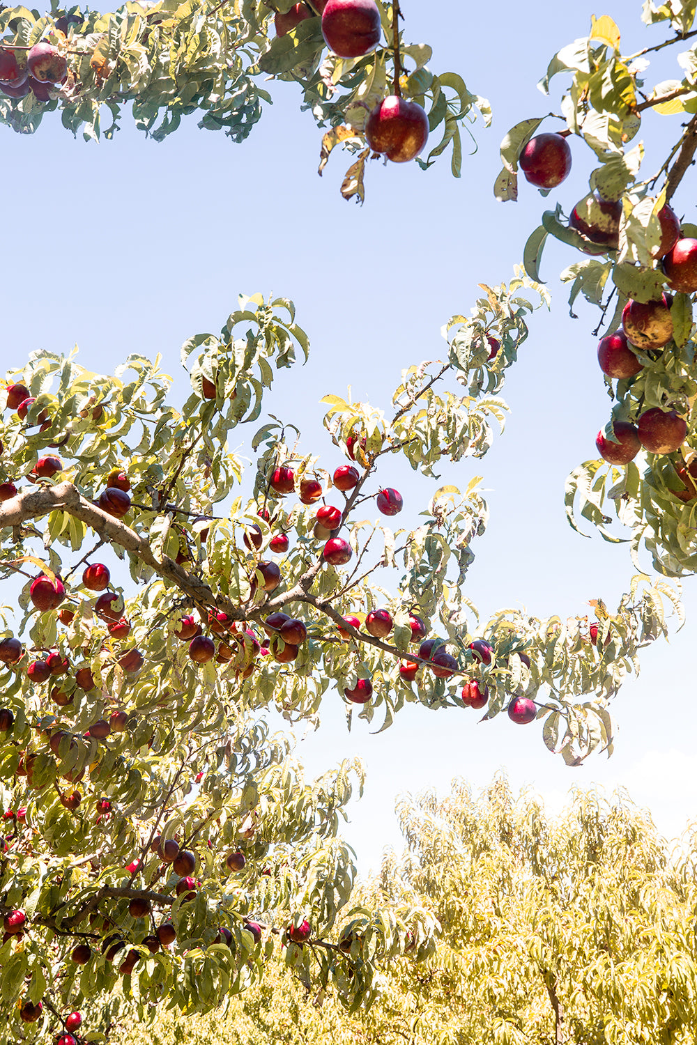 Kay Pearl Nectarines