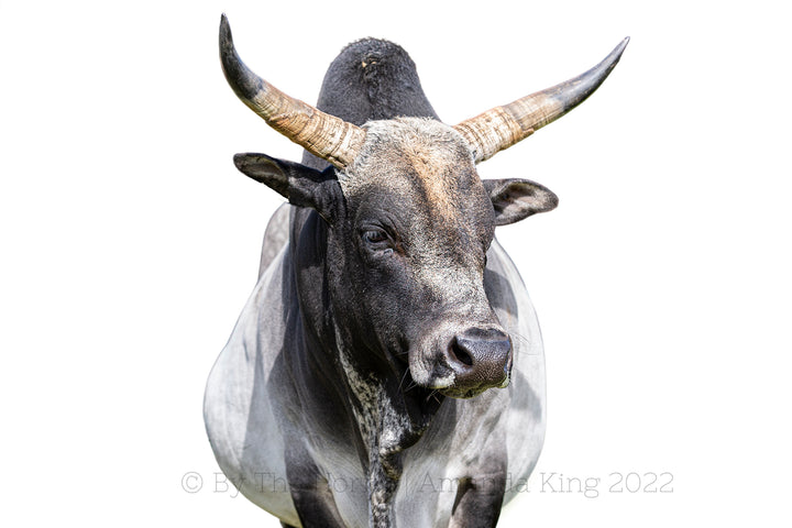 Nero The Zebu II