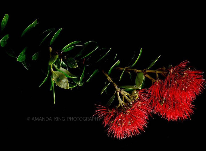 Pohutukawa