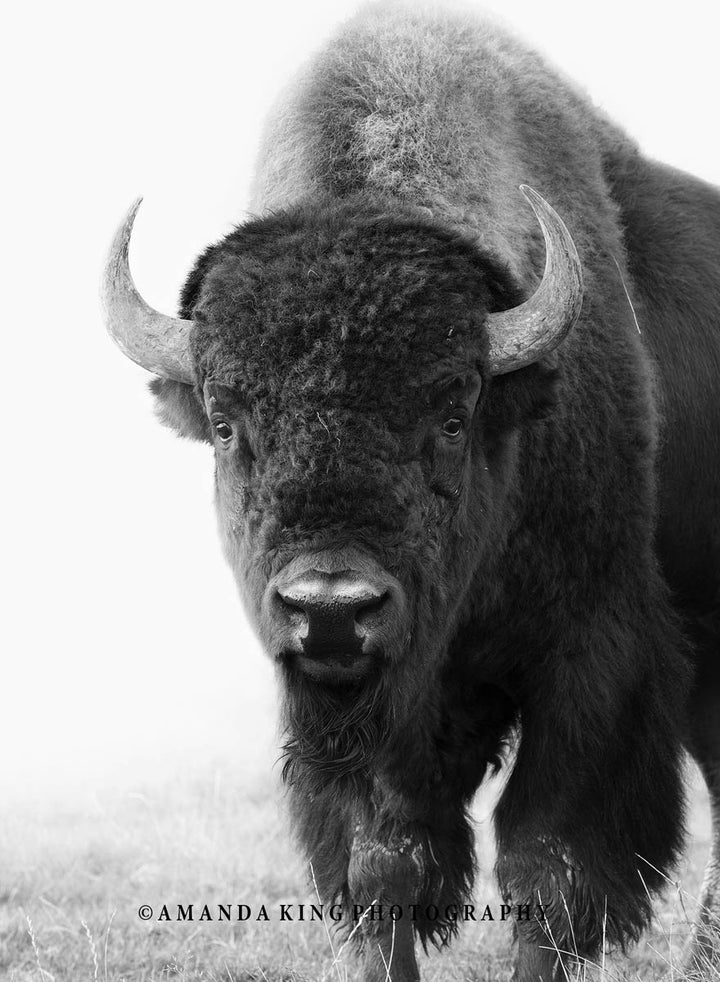 Tatanka B&W