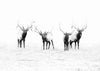 The Elk Gang