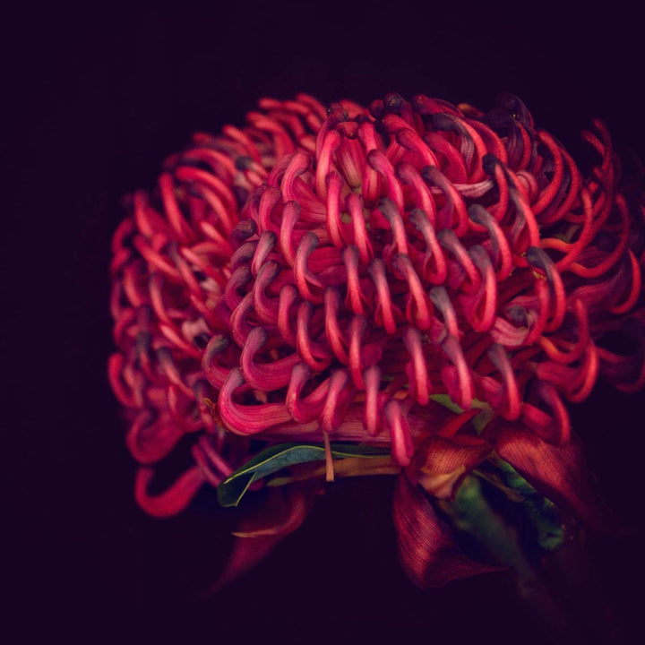 The Waratah