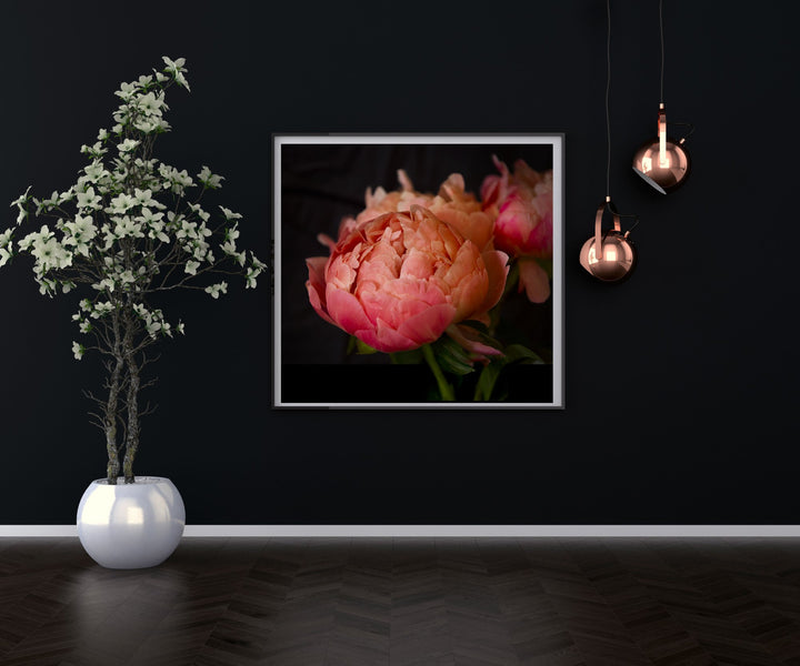 The Coral Peony