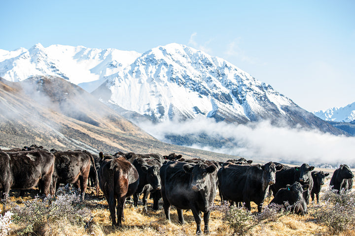 Winter Cows