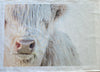 Tea Towel - The White Highland Cow
