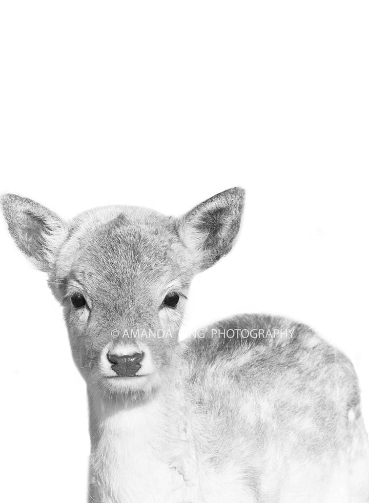 Jazz The Fawn B&W