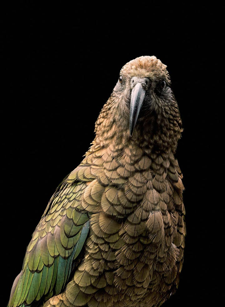 Kea