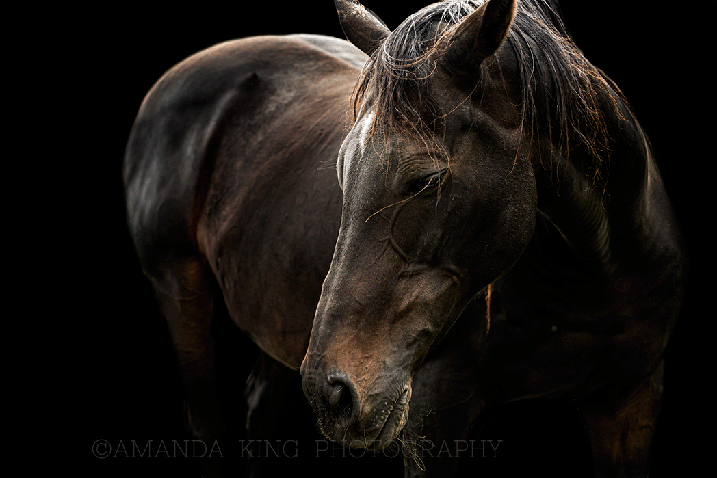 Knight Rider Animals Knight Rider – By the horns