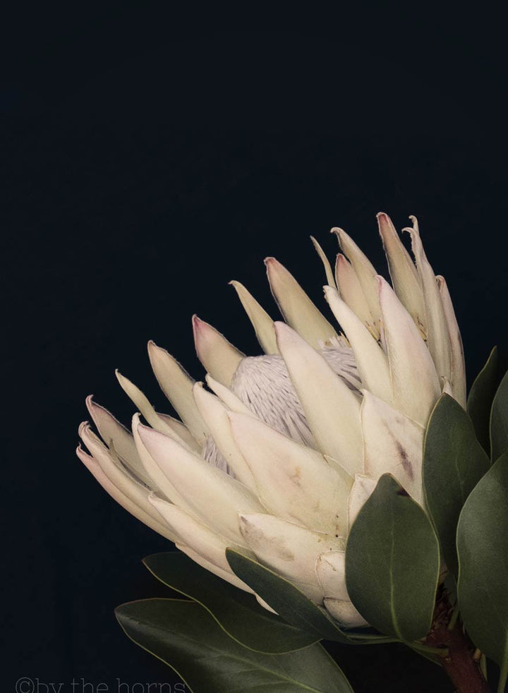 King Protea II