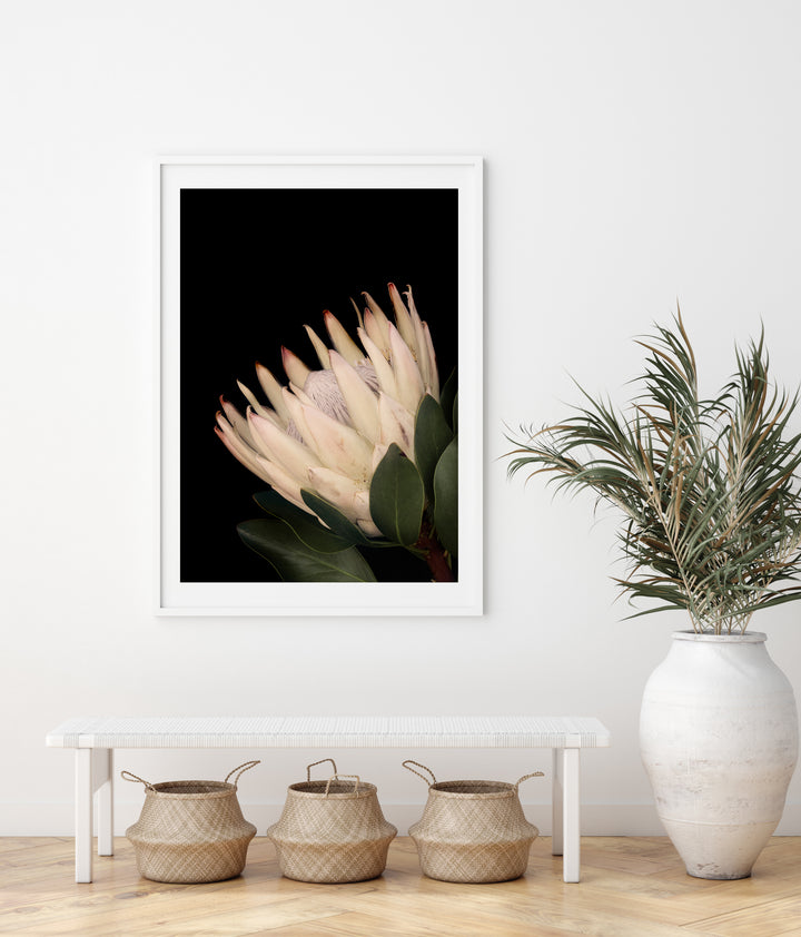 King Protea II