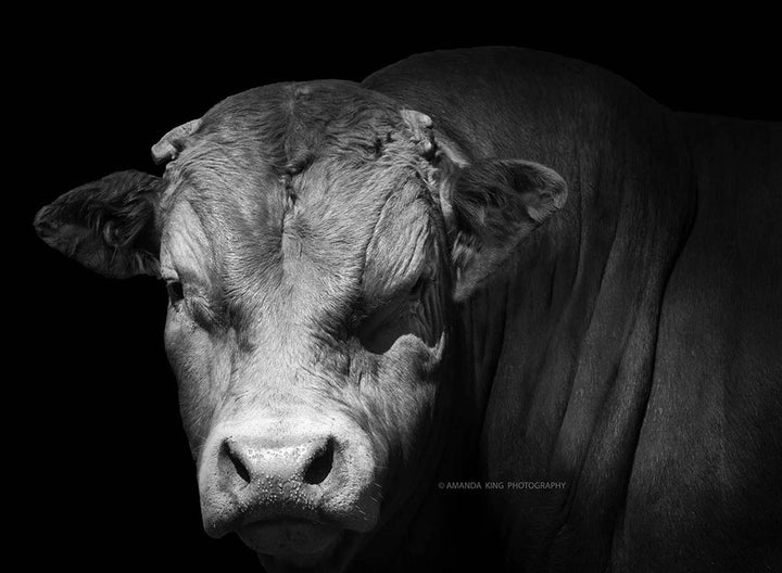 The Limousin Bull B&W