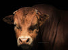 The Limousin Bull Open Editions By the horns 