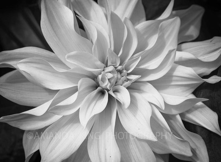 Oh My Dahlia B&W